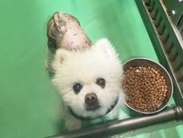 原因不明の脱毛はストレスから？　飼い主と離れ保護されたポメラニアン　愛情浴びて心身ともに健やかに　次は幸せ探しだよ
