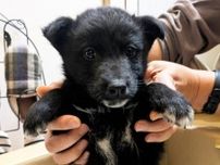 凍えるような冬の夜　マンションの踊り場で助けを待つ子犬　保護した人は動物病院へ走った