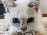 動物愛護センターの「新聞紙」で覆われたケージ　中には大けがを負った猫　「引き取ります。連れて帰ります」そして奇跡が起きた