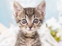 収容された乳飲み子の子猫　動物愛護センター職員からミルクボランティアへつないだ小さな命　頑張ったごほうびにたくさんの幸せが待っていた