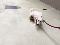 人間を前に震える母犬と子犬たち　バベシア症を患い重い貧血　獣医師と保護団体の懸命の治療で回復　さあ幸せな犬生を目指そうね
