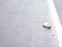車道の向こうに小さな動物…子猫だ！　交通事故で足を骨折も愛情受けて完治　そして届いた「うちにおいで」