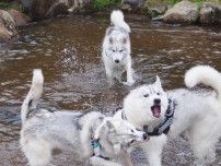 一緒に生まれた妹犬と感動の再会…と思いきや、兄犬の行動に驚き！「容赦ない」「感動の再会とは」