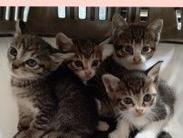 【能登半島地震から1年半】取り残された猫たちの“いま”　空き家の解体、仮設住宅の引っ越しで行き場を失う猫たち