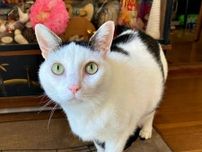 ば、化け猫！？衝撃の表情に、撮影した飼い主も驚き　「見た瞬間に爆笑」「ストレス吹っ飛んだw」