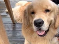 「ワンワン触りたいねぇ（チラッ）」←「察して」はやめて！飼い主にきちんと許可を取ってほしい「理由」とは？