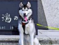 偶然が生んだ「日本最北端のハスキー」　北海道での記念撮影に「間違ってない」「今後絶対聞かないような用語」