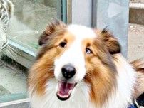 ホワイトタイガーが犬にロックオン！？ ガラス越しの“未知との遭遇”に「お友達になりたいのかな？」「ふたりともかわいすぎ」