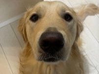 大型犬の「ドア」の開け方がエクストリーム！「あーお客様ー！その開け方は困ります！」この後どうなった？飼い主さんに聞いた