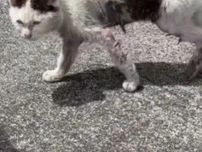 人に捨てられ、ねずみとりで死にかけた猫→保護され、ふわふわのモフモフに　命を描き続けるイラストレーターの願い