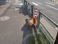 炎天下に犬放置…車道をウロウロ「危ない！」数十分後、戻ってきた飼い主に怒り心頭「許せない」