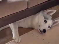 「ヤバ…気配を消すハスキー」なぜ？　漫画のようなチラ見に爆笑「じっとしとこ…」「気遣う犬」