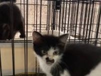 空き家の床下に閉じ込められた子猫を救出　多くの人の協力で生後2ヶ月の命が奇跡的に助かった