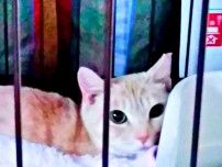 認知症のおばあさん宅から保護された猫→2匹の愛猫を見送って寂しくなったお家に　今では飼い主の「頼れる妹」