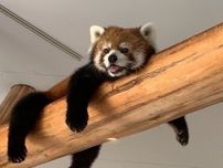 実は「パンダ」よりも希少！「アドベンチャーワールド」の次なるアイドルは？「絶滅危機動物」って知ってる？
