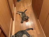 玄関開けたら…「リビングまでの障害物が多い」　猫好き悶絶の光景に「ここ通れる人間おるん？」「何度でも引っかかりたい」と反響