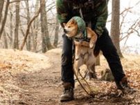 山道でパタリ「充電がなくなった」柴犬さん　「倒れ方が自然すぎ」いったいどうした？