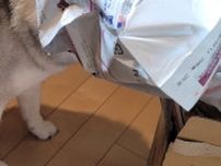 ゴミ捨て中のわずか2分の間に…！ 犬さんのおバカな“盗み食い”に「愛おしすぎる」の声