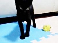 あの日あの時あの場所で…雨の中、どこかで鳴いていた子猫と運命の再会　良き相棒だった先住猫との別れも乗り越え、弟分と日々にぎやかに