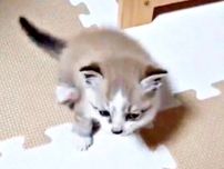会社の柱の中から悲痛な鳴き声が…！？現れたのは生後3週間ほどの顔の汚れた子猫　先住猫を失い悲しみに暮れていた家族の“光”に