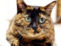 譲渡会では子猫が人気だけど…「大人猫の魅力も知ってほしい！」　5匹の子を守り抜いた元保護猫を4歳半でお迎えした飼い主が語る