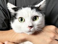 譲渡会では、喉を鳴らして甘えてくれたのに…お迎えしたら子猫の本性が！？　人間にはツンツン「気まぐれなアイドル的ポジション」に