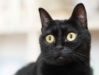 カラスに襲われた黒猫の赤ちゃん　3時間ごとのミルクで救命　すくすく育ち人気看板猫に　「かぎしっぽ」で猫好きたちの縁を紡ぐよ