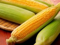 とうもろこし「お湯を沸かして茹でるのは面倒」→たった6分、後片付けもラクラク　簡単調理法とは…？　　