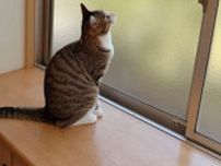 3匹の猫が待ちに待った訪問者とは！？夜、ついに現れた“お友だち”をじろり「ガチ待機組」「推しですか？」