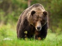 「4年前ヒグマに襲われた被害者は『上半身』が見つかってないんだ！」ヒグマ駆除の「抗議電話」に北海道民が激怒