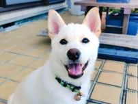子犬の「首」が折れてる！？心臓が口から飛び出るほど驚いた飼い主に392万人が同情、ホラー映画級の様子に「始祖鳥？」