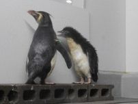 ペンギンのヒナ、23日から一般公開　性格は正反対?　札幌の水族館