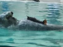 ラッコのメイ、伊勢志摩PR大使に　好物イセエビ堪能　鳥羽水族館