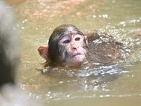 子ザルがプールで水しぶき　何歳まで楽しめる？　大分・高崎山