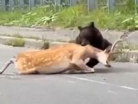 知床の国道でエゾシカの雄をヒグマが襲う　「動けないシカは通報を」