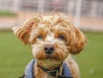 ペット保険最大手の「アニコム」M＆Aで動物病院の事業承継を加速