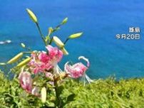 夏の甑島を彩るカノコユリみごろ　鹿児島
