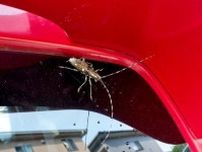 「虫が怖くて事故寸前？」80%の人が嫌う“車内害虫”――夏の運転リスクになる？ 埼玉県調査が警鐘
