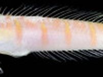 釣った魚の口内に、まさかの国内未確認魚――鹿児島大学などのチームが発見