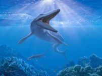 アメリカ以外で初の発見か…モササウルス類のセルマサウルス化石、下甑島で見つかる　8000万年前の地層から