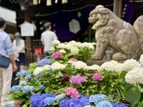 文京経済新聞・上半期PV1位は「文京あじさいまつり」　イベントにも関心