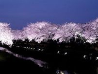調布経済新聞、上半期PVランキング1位は「野川桜ライトアップ」