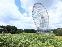葛西臨海公園で「花と光のムーブメント」　ヒマワリ4万本がアートと調和