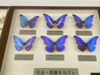 八戸公園で「世界の昆虫展」　希少昆虫の標本展示も