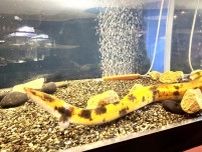 青森の小川原湖で「バナナウナギ」が見つかる　八戸のマリエントで展示