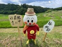 飯田「よこね田んぼ」　夏空の下、個性豊かなかかしが並ぶ