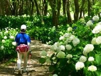 国営ひたち海浜公園でアジサイ「アナベル」見頃　新品種も植栽