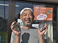 長崎・深堀町の養殖イワガキ販売最盛期　夏ならではの味を楽しんで