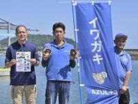 長崎・戸石エリアで養殖イワガキの出荷最盛期　飲食店とのフェアも