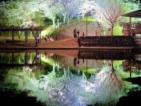 大分経済新聞、上半期PV1位は「臼杵の吉四六ランドで鏡面夜桜」